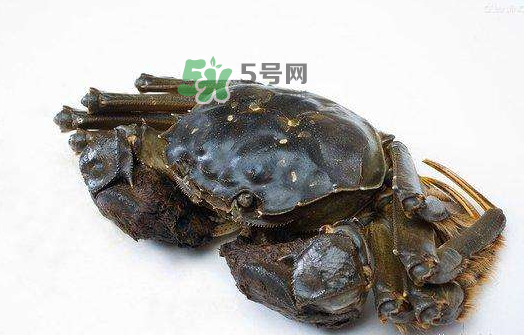 大閘蟹能活多久？大閘蟹可以活多久？