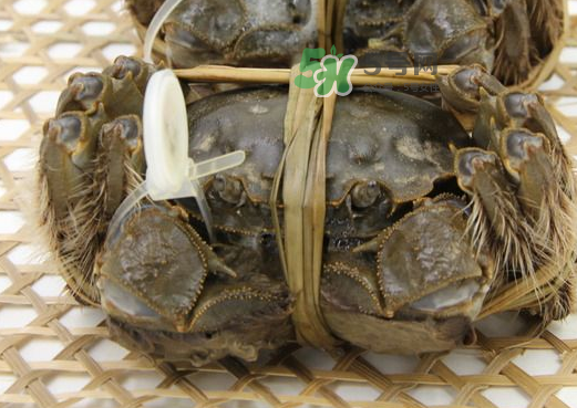 大閘蟹能活多久？大閘蟹可以活多久？