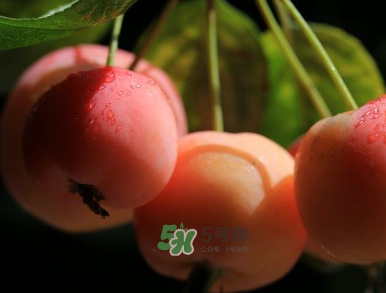 海棠果什么時候成熟？海棠果幾月份成熟