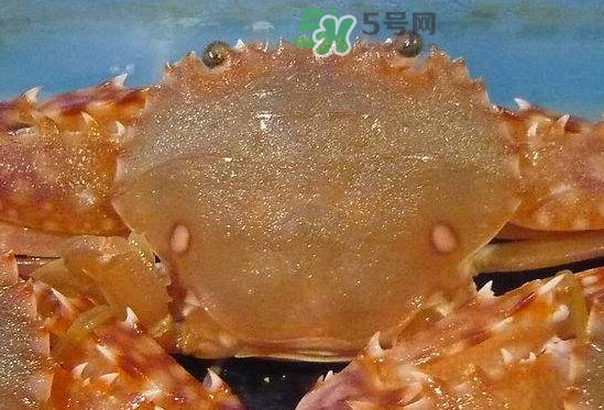 ?花蟹可以放冰箱嗎？花蟹怎么保存才新鮮？