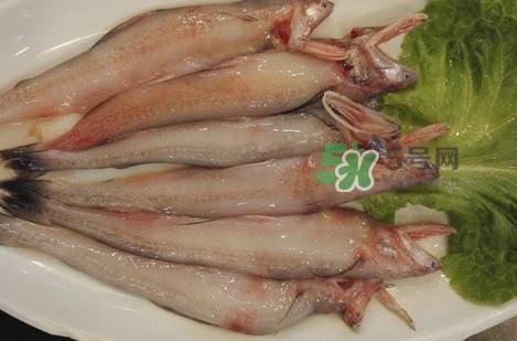 龍頭魚怎么殺？龍頭魚怎么處理？