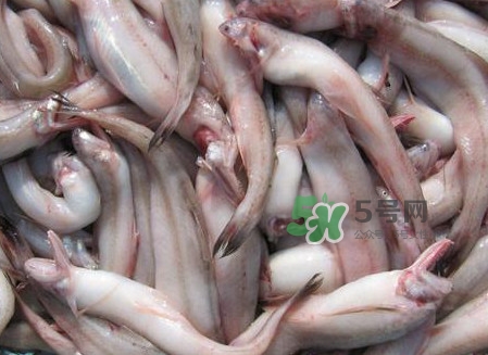 龍頭魚(yú)可以冷凍嗎？龍頭魚(yú)怎么保存
