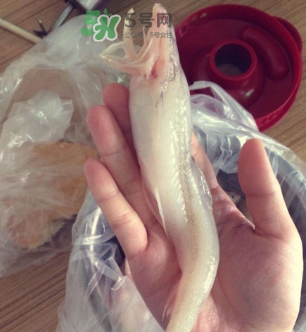 買(mǎi)龍頭魚(yú)怎么挑選？冰凍龍頭魚(yú)怎么去內(nèi)臟