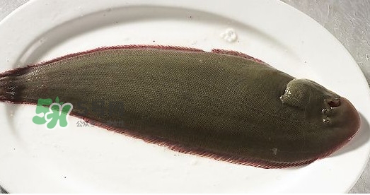 龍利魚多少錢一斤？龍利魚是什么魚