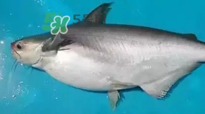 龍利魚怎么挑選？龍利魚與越南巴沙魚的區(qū)別