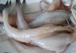 龍頭魚(yú)怎么殺？龍頭魚(yú)怎么處理？