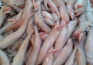 龍頭魚(yú)為什么有甲醛？龍頭魚(yú)為什么叫龍頭魚(yú)