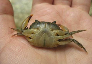 海螃蟹死了還能吃嗎？海螃蟹死了多久還能吃？