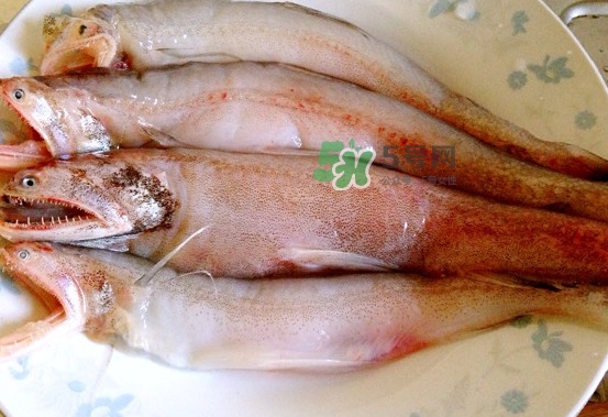 龍頭魚是什么魚？龍頭魚多少錢一斤？