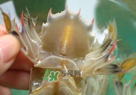 蝦蛄怎么吃？蝦蛄怎么做好吃？