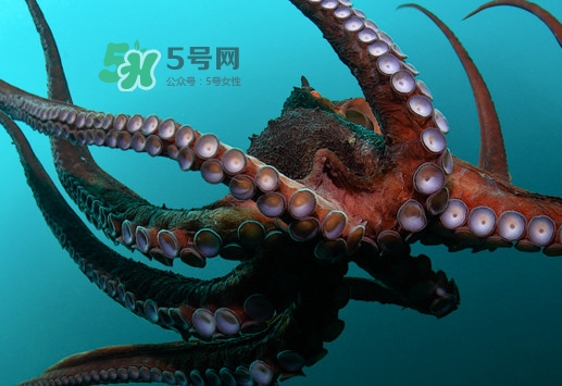 章魚的墨汁有毒嗎？章魚有寄生蟲嗎