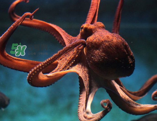 章魚可以生吃嗎？生吃章魚的危害
