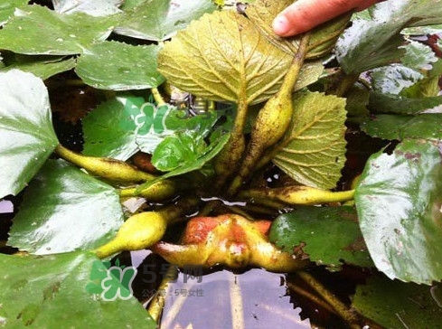 菱角多少錢(qián)一斤？生菱角多少錢(qián)一斤？