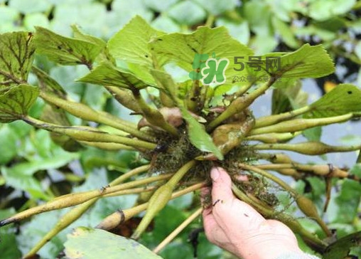 紅菱怎么種植？新鮮紅菱怎么保存