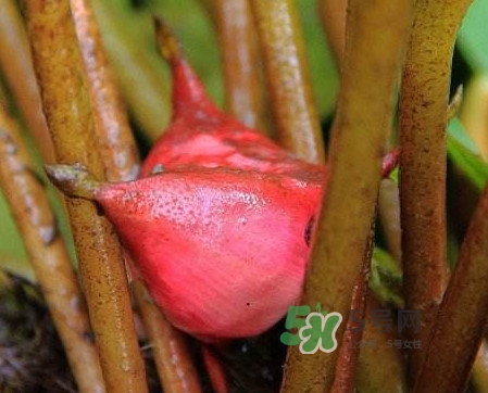 紅菱怎么吃？吃紅菱有什么好處？