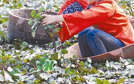 紅菱什么時(shí)候上市？什么時(shí)候采紅菱