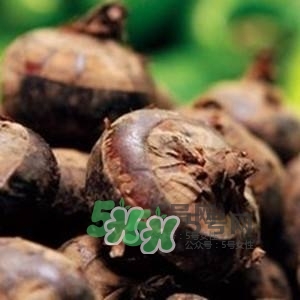 野荸薺是什么樣子的？野荸薺的營養(yǎng)價值