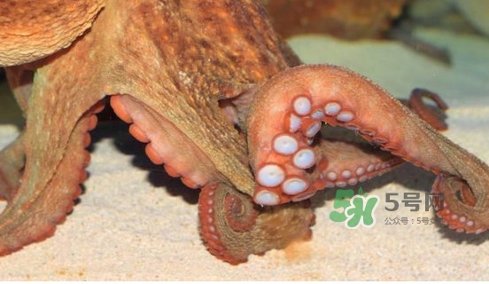 章魚怎么處理？章魚怎么殺
