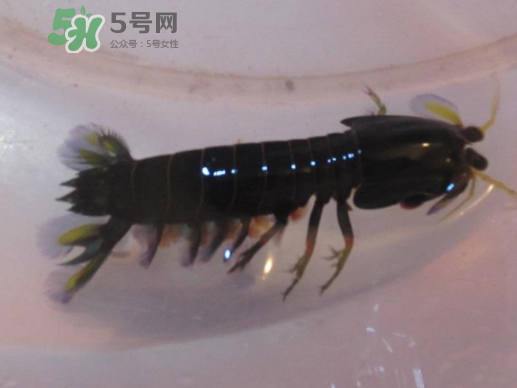 七彩神蝦好吃嗎？七彩神蝦的營養(yǎng)價值