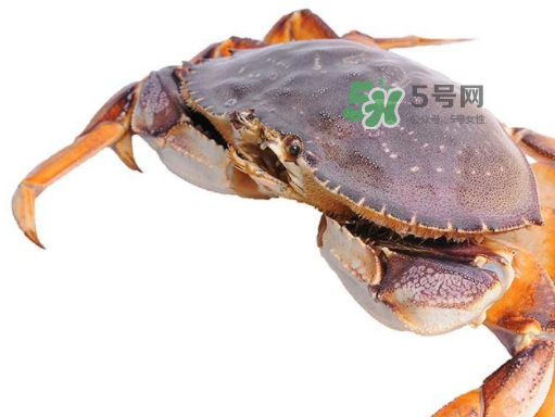 太子蟹好吃還是面包蟹好吃？太子蟹和面包蟹的區(qū)別