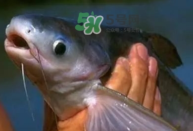 巴沙魚是鯰魚嗎？巴沙魚是海魚嗎