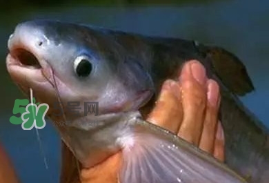 巴沙魚有刺嗎？巴沙魚有寄生蟲嗎