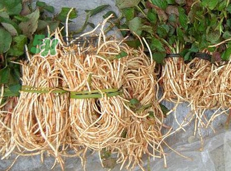 魚腥草有毒嗎？魚腥草有副作用嗎