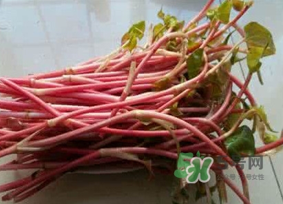 魚腥草一次吃多少最好？魚腥草一天吃多少合適