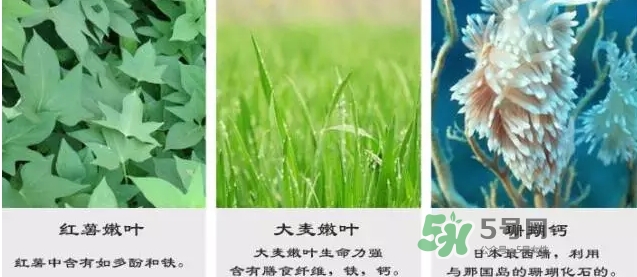 pola青汁效果怎么樣？pola青汁酵素酵素功效