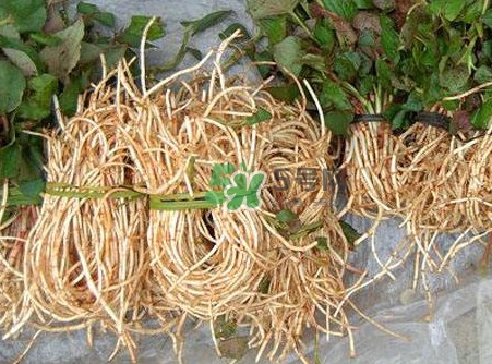 魚腥草什么季節(jié)有？魚腥草什么時(shí)候采摘最好