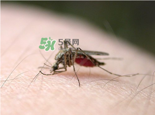 九月份還有蚊子嗎？9月份還有蚊子嗎？
