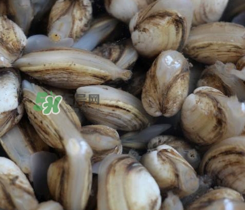 海瓜子死了還能吃嗎？海瓜子死了是什么樣子