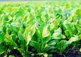 八月份可以種菠菜嗎？波菜8月中旬種可以嗎？