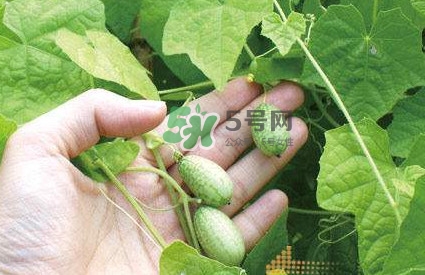 拇指西瓜什么時(shí)候種植最好？拇指西瓜哪里可以買到