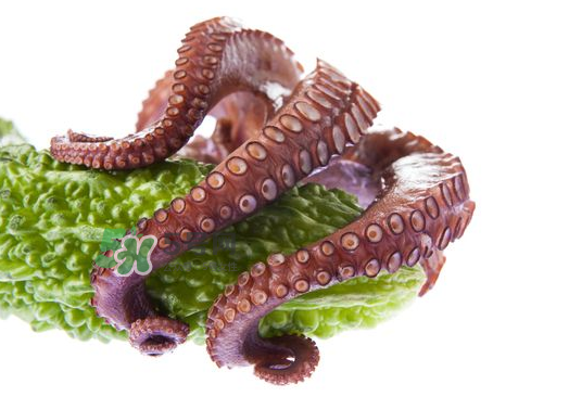 八爪魚什么季節(jié)最好吃？八爪魚什么時候有籽？