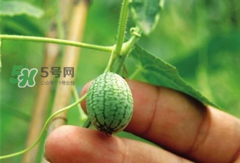 世界上最小西瓜來(lái)了 世界上最小西瓜怎么吃？