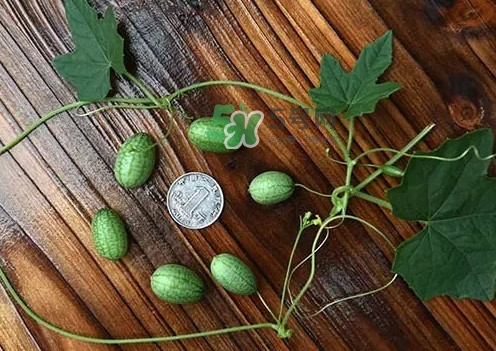 拇指西瓜多少錢一斤？拇指西瓜一口能吃幾個(gè)？