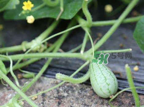 拇指西瓜什么時(shí)候種植最好？拇指西瓜哪里可以買到