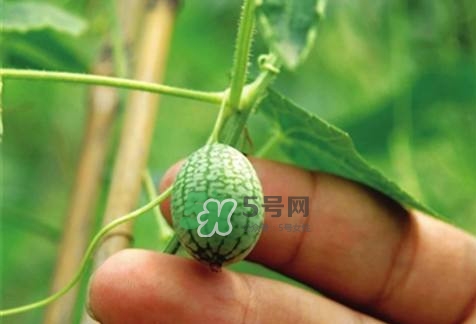 拇指西瓜怎么種？拇指西瓜為什么那么小
