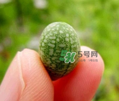 拇指西瓜什么時(shí)候上市？拇指西瓜什么時(shí)候成熟