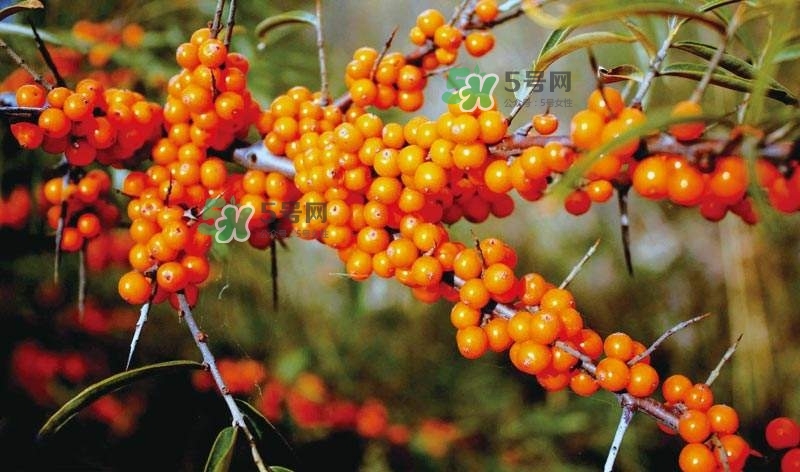 沙棘是什么？沙棘的功效與作用