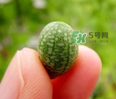 拇指西瓜怎么吃？拇指西瓜好吃嗎