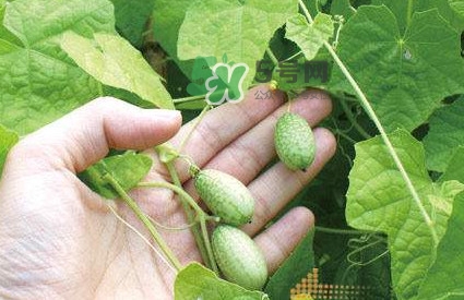 拇指西瓜什么時(shí)候上市？拇指西瓜什么時(shí)候成熟