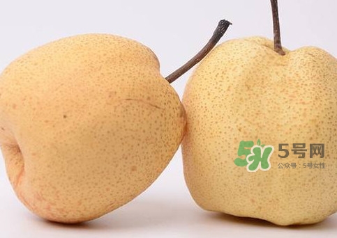 碭山梨什么時(shí)候成熟？碭山梨幾月份成熟