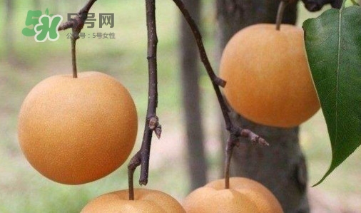 梨子什么時候吃最好？梨子什么時候成熟