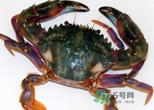 螃蟹腿藍色的是什么？螃蟹腿為什么是藍色？