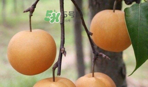 梨子是發(fā)物嗎？梨子是不是不能分著吃