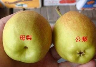 梨子有公母之分嗎？梨子怎么分辨公母