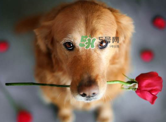 七夕可以提前送花嗎？七夕節(jié)提前幾天送花好？