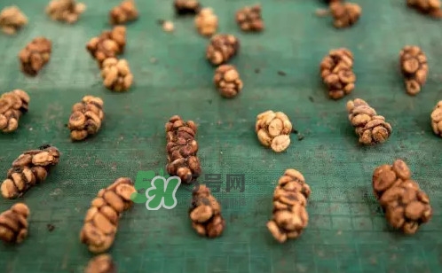 貓屎咖啡是怎么來的？貓屎咖啡的由來